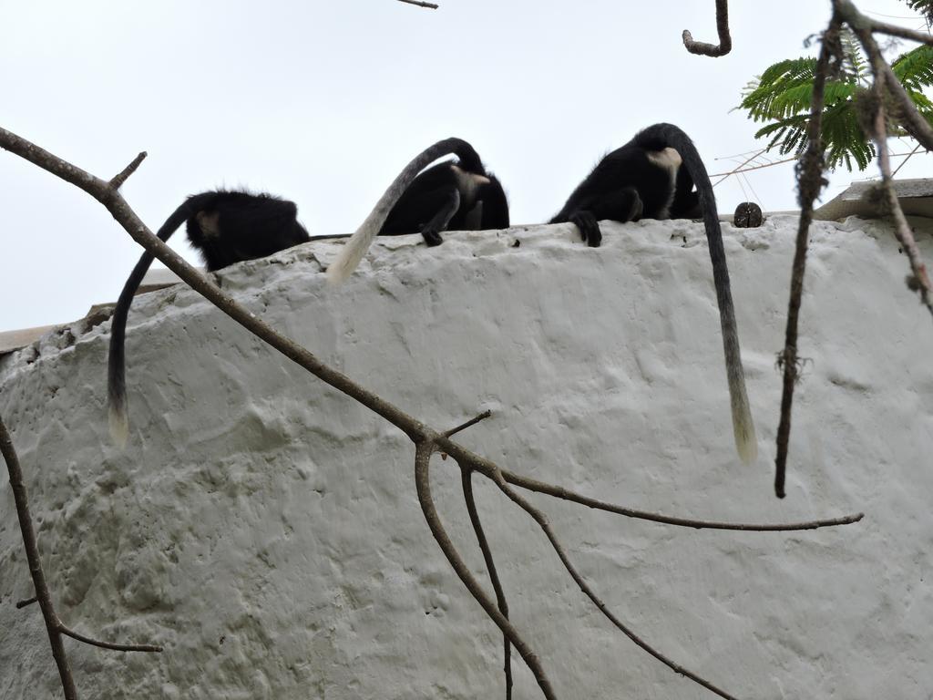 Diani Beachalets Екстериор снимка